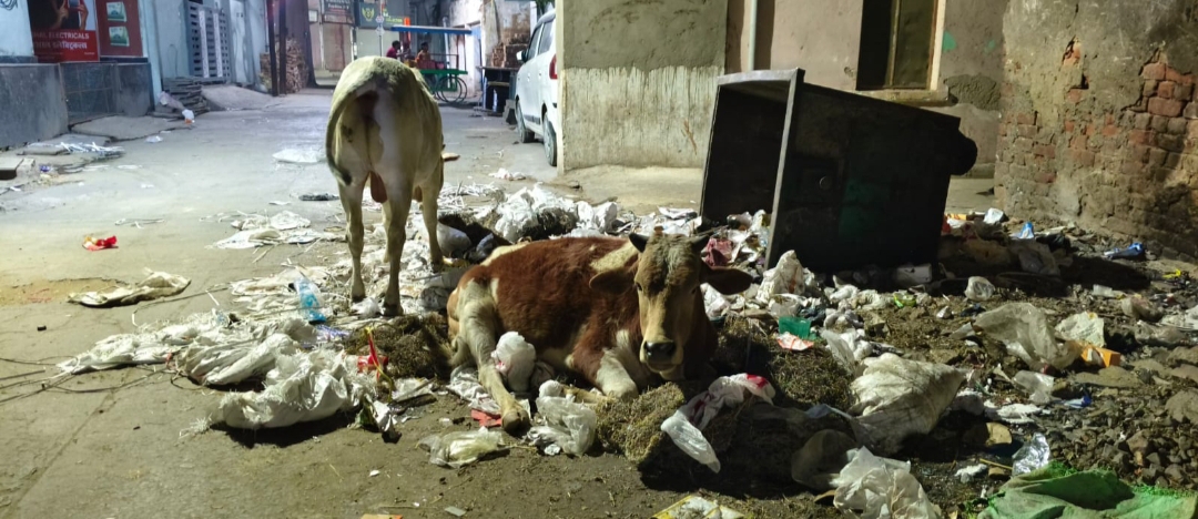ई है,,, न्यायधानी के करोड़ो की सफाई तू देख बबुआ, दावा था नही दिखेगा कागज का टुकड़ा पूरा शहर गन्दगी से अटा, कचरे के उठाव का भी हाल – बेहाल, क्या देख रहे जिम्मेदार…